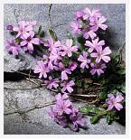 Erinus alpinus * Fairy Foxglove - Pico de Aneto, Pyrenees - July 1990 * 3332 x 3571 * (7.68MB)